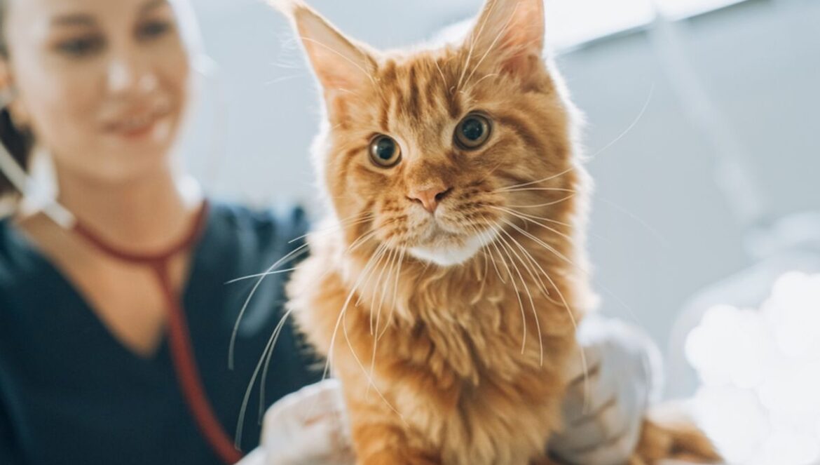 Os gatos podem manter o segredo para tratar o câncer de cabeça e pescoço em humanos