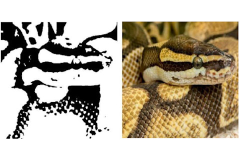 Snake Hidden Picture Puzzle