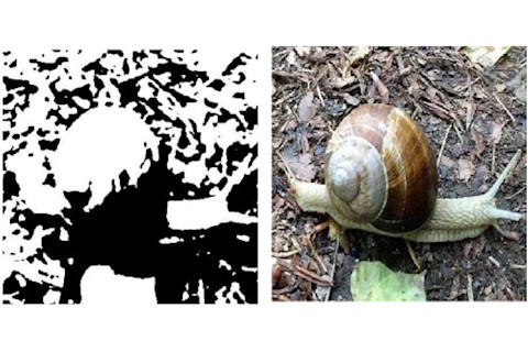 Snail Hidden Picture Puzzle